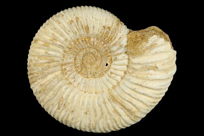 Jurassic Ammonite (Perisphinctes) Fossil - Madagascar #182006